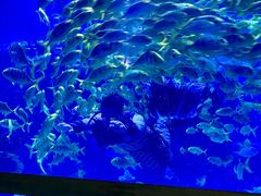 -上海海昌海洋公园
