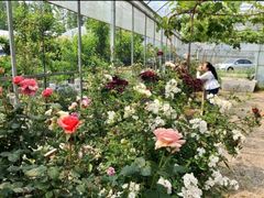 -前小桔亲子创意农场·草莓采摘·露营烧烤