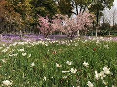 -杭州湾海上花田景区