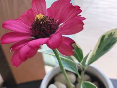 -羡餐厅·杭帮菜·淳菜(千岛湖自由洲际殿店)