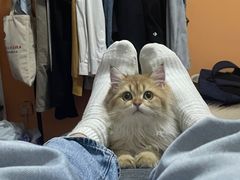 -欣宠猫屋·矮脚拿破仑·蓝金金渐层