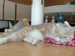 -飞行喵MR PILOT|猫舍·猫咖(静安大融城店)