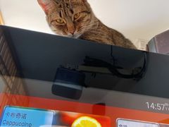 -猫在这儿猫咪咖啡馆·撸猫馆