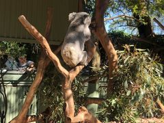 -费瑟代尔野生动物园