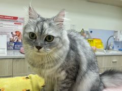 -凯特喵百思猫专科医院
