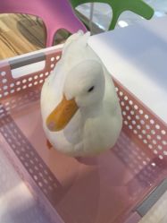 -Moni星球萌宠·小马宝莉·灵蛇·高端高阶全萌宠互动体验俱乐部(红豆国际广场店)