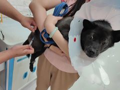 -美联众合动物医院·24h京西诊疗中心