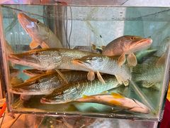 -煲来饱去冷水鱼