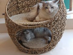 -飞行喵MR PILOT|猫舍·猫咖(静安大融城店)