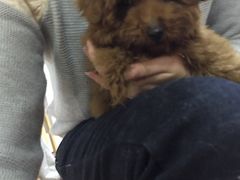 -喵宠乐园·撸猫互动·猫舍