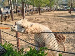 -大连森林动物园