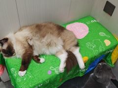 -东莞宠友24H宠物中心医院·转诊夜诊·异宠(新河北路院)