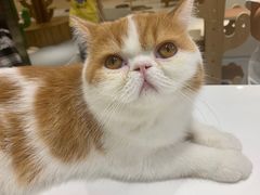 -飞行喵MR PILOT|猫舍·猫咖(静安大融城店)