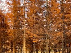 -白鹭湾湿地公园