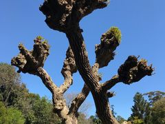 -墨尔本皇家植物园