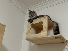 -lincat·猫舍(广州店)