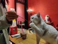 -猫色咖啡·猫咖