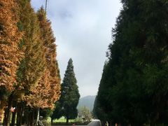 -武陵山森林公园