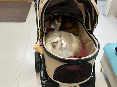 -爱妮康宠物医院·干细胞免疫细胞·肿瘤·心脏(张江店)