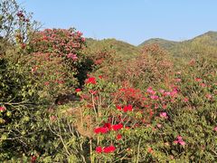 -贵州百里杜鹃风景名胜区