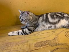 -猫猫幼稚园·撸猫·桌游·电玩