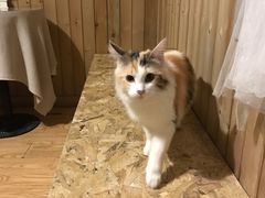 -猫色咖啡·猫咖