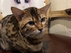 -猫小院猫主题咖啡厅(北锣店)