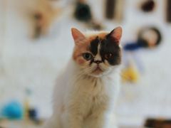-平行世界·猫咖(首经贸店)