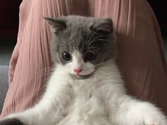 -lincat·猫舍(广州店)