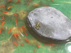 -上海大自然野生昆虫馆(东方明珠·爬宠昆虫探索中心)