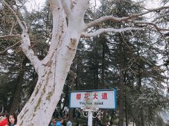 -武汉大学-樱园