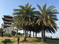 -大湾区中央湿地公园