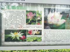-白洋淀景区