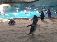 -广东省拱北口岸中国旅行社(华宾营业部)