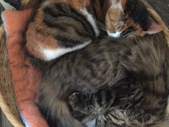-Anne猫窝咖啡屋