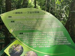 -西双版纳原始森林公园