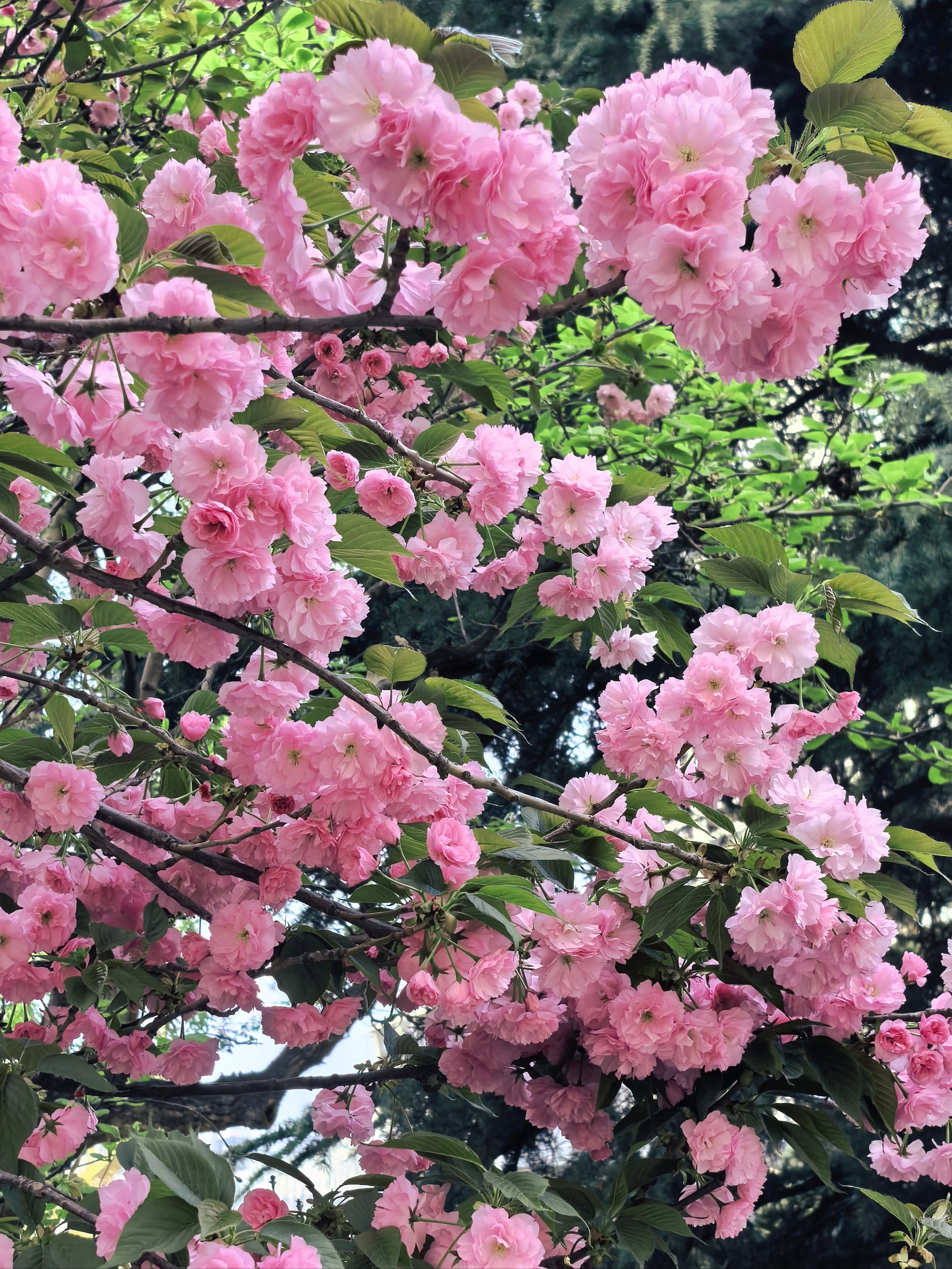 樱花 季节图片