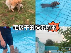 -趣玩宠物乐园寄养训犬训狗游泳池