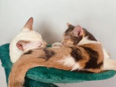 -Cappucimeow猫咪咖啡馆(韦伯时代店)