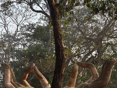 -瑞丽独树成林风景区