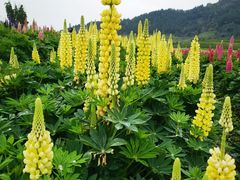 -径山花海