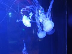 -青岛海底世界-水族馆