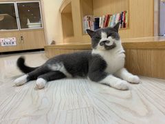 -猫和宫(六道口店)