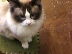 -猫猫幼稚园·撸猫·桌游·电玩