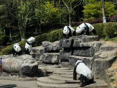 -都江堰中华大熊猫苑
