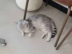 -共舞时光猫咖·狗咖(新街口店)