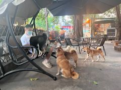 -柴犬高等学院·狗咖·柴犬售卖·宠物训练