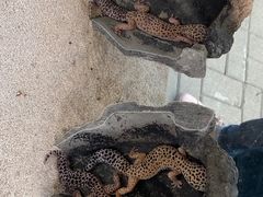 -广州长隆飞鸟乐园