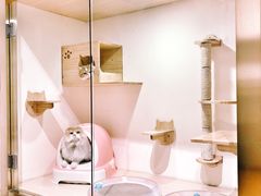 猫咪寄养房间-Double Rui宠物酒店