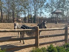 -大连森林动物园